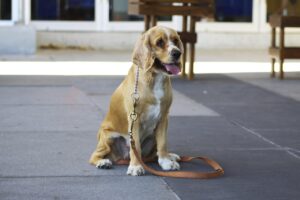 What Are the 7 Basic Commands for Dog Training