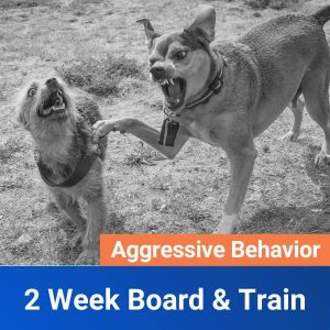 2 Week Aggressive Dog Board and Train