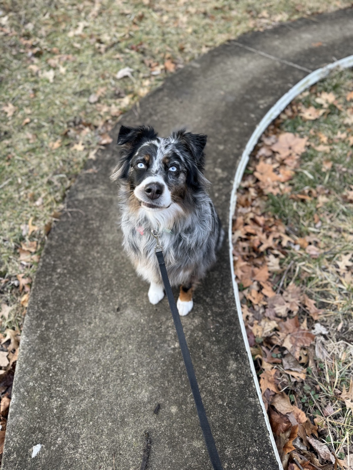 Bell the Australian Shepherd sitting on a sidewalk on leash, looking up