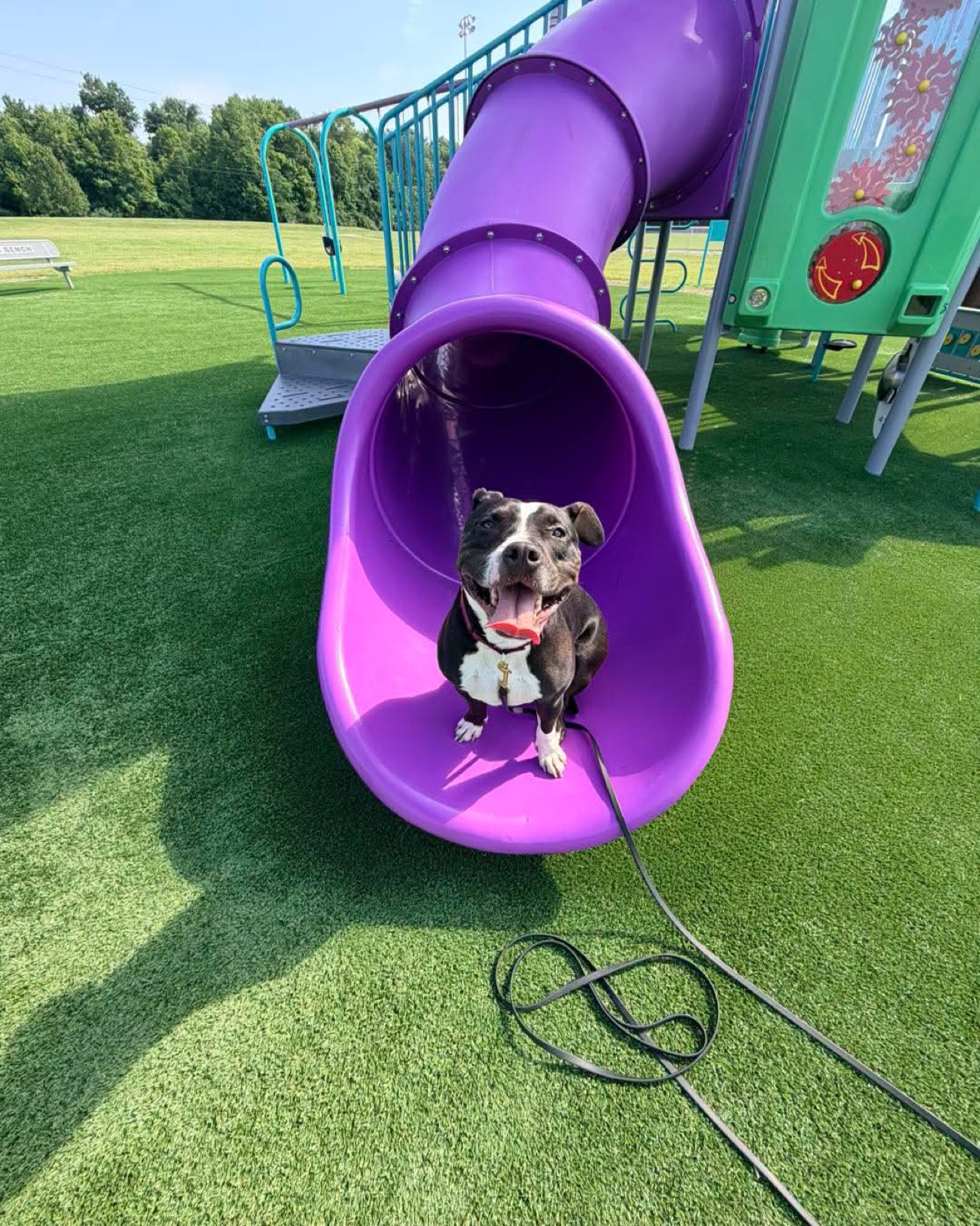 One of the family's dogs sitting at the bottom of a playground slide on a long training line