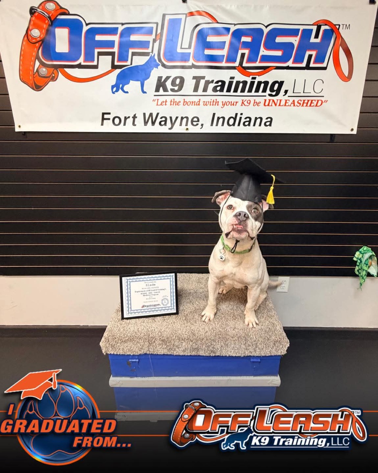 One of the family's dogs in a graduation cap in front of the Off Leash K9 Training Fort Wayne banner